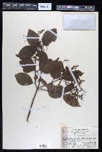 Terminalia triptera image