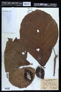 Terminalia catappa image