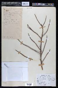 Lumnitzera racemosa image
