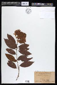 Getonia floribunda image