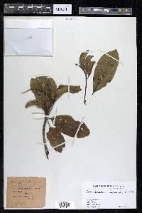 Terminalia complanata image