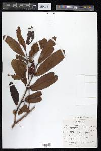 Terminalia arjuna image