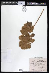 Getonia floribunda image