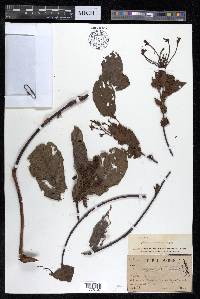 Combretum pierrei image