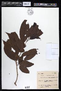 Terminalia citrina image