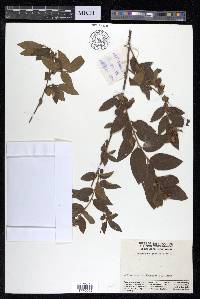 Anogeissus acuminata image