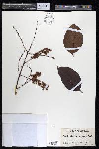 Combretum punctatum image