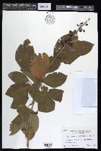 Combretum albidum image