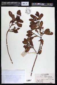Lumnitzera racemosa image
