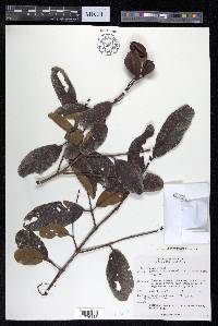 Terminalia arjuna image