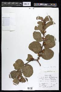 Anogeissus latifolia image