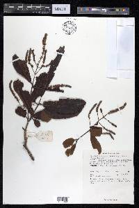 Terminalia arjuna image
