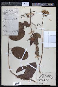 Combretum punctatum image