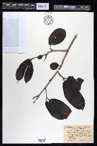 Terminalia paniculata image