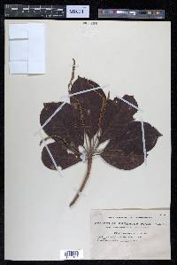 Terminalia mollis image