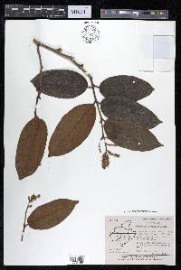 Terminalia paniculata image