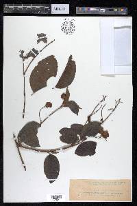 Combretum punctatum image