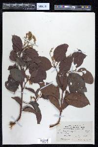 Combretum punctatum image
