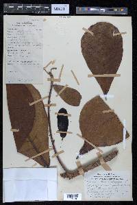 Terminalia catappa image