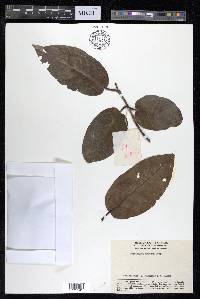 Terminalia chebula image