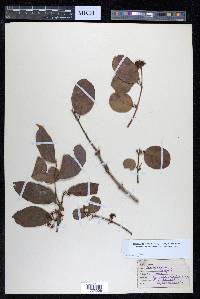Anogeissus latifolia image