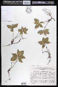 Cornus canadensis image