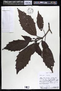 Aucuba japonica image