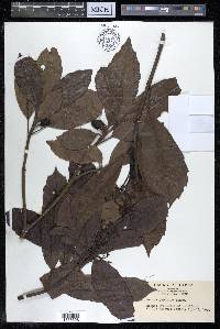 Aucuba japonica image