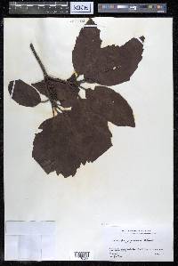 Aucuba japonica image