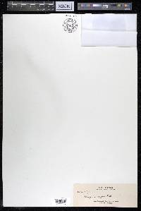 Alangium javanicum image