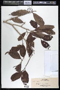 Alangium javanicum image