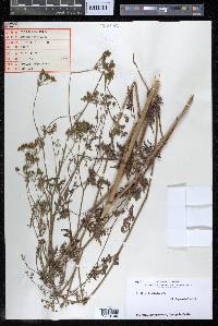 Torilis japonica image