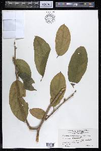 Alangium salviifolium image