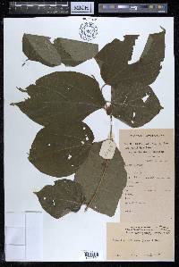 Alangium chinense image