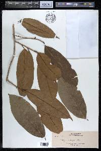 Alangium javanicum image