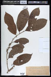 Alangium javanicum image