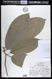 Alangium javanicum image