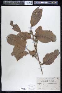 Alangium javanicum image