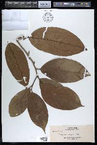 Alangium javanicum image