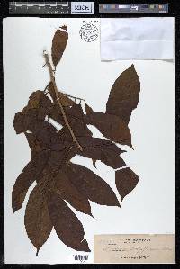 Alangium longiflorum image