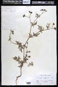 Torilis japonica image