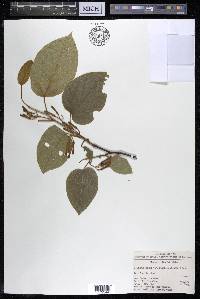 Alangium kurzii image