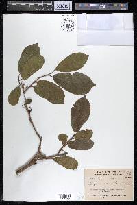 Alangium salviifolium image