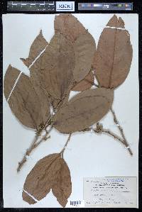 Alangium javanicum image