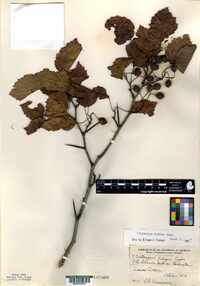 Crataegus coleae image