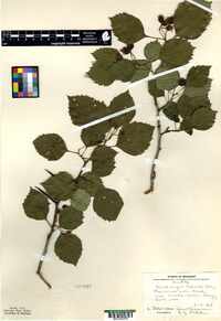 Crataegus coleae image