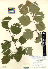 Crataegus coleae image