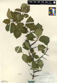 Crataegus coleae image