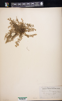 Asplenium verecundum image