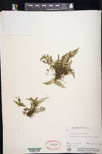 Asplenium verecundum image